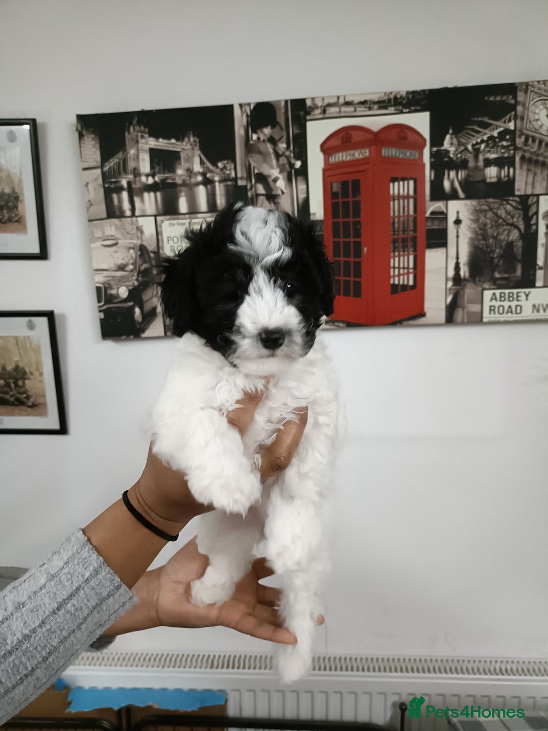 Toy Poodle dogs for sale: Asian phantom toy poodles - Advert 6