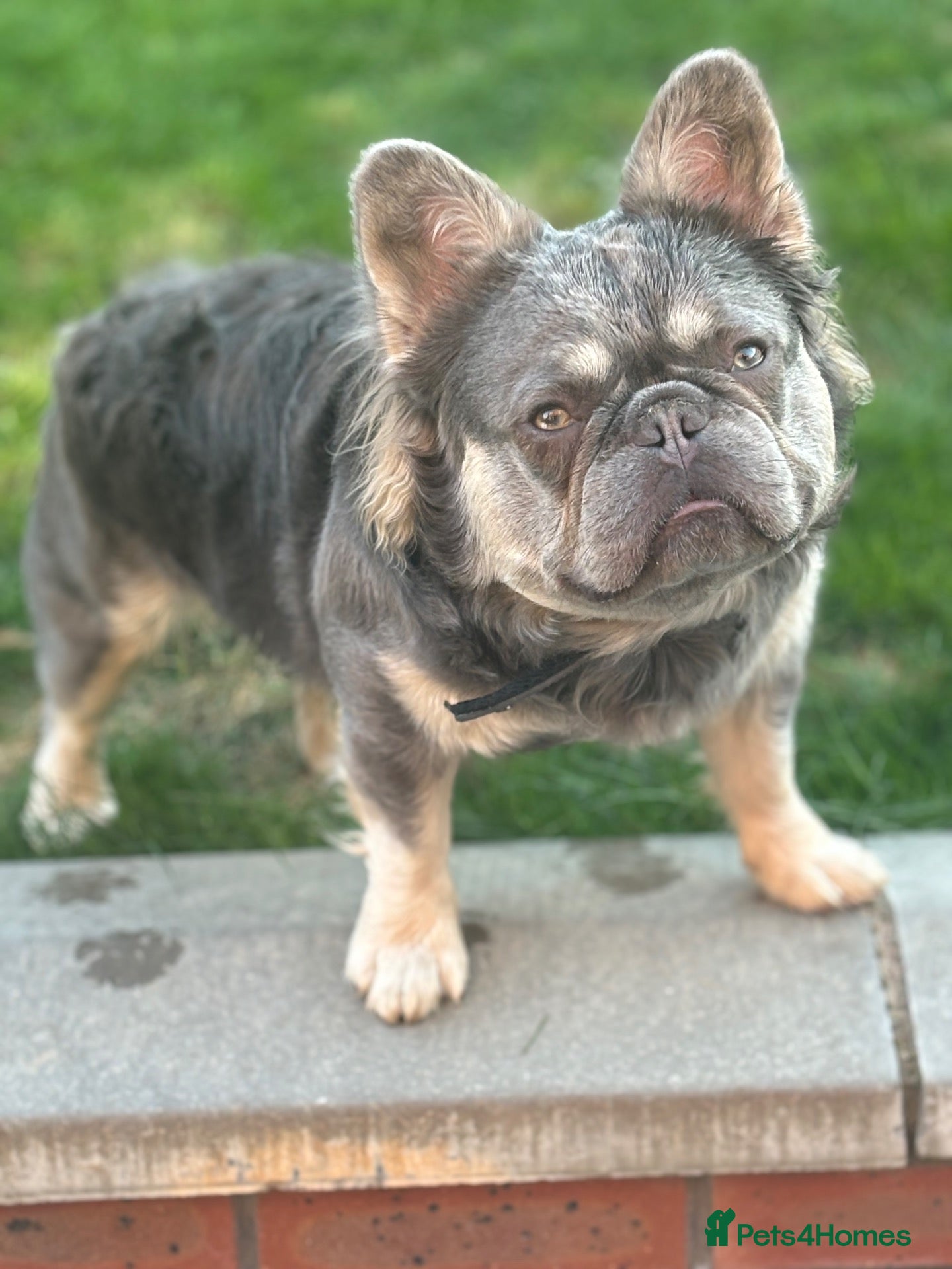 French Bulldog dogs Ernie - Advert 1