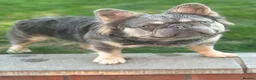 French Bulldog dogs for stud: Ernie - Advert 1