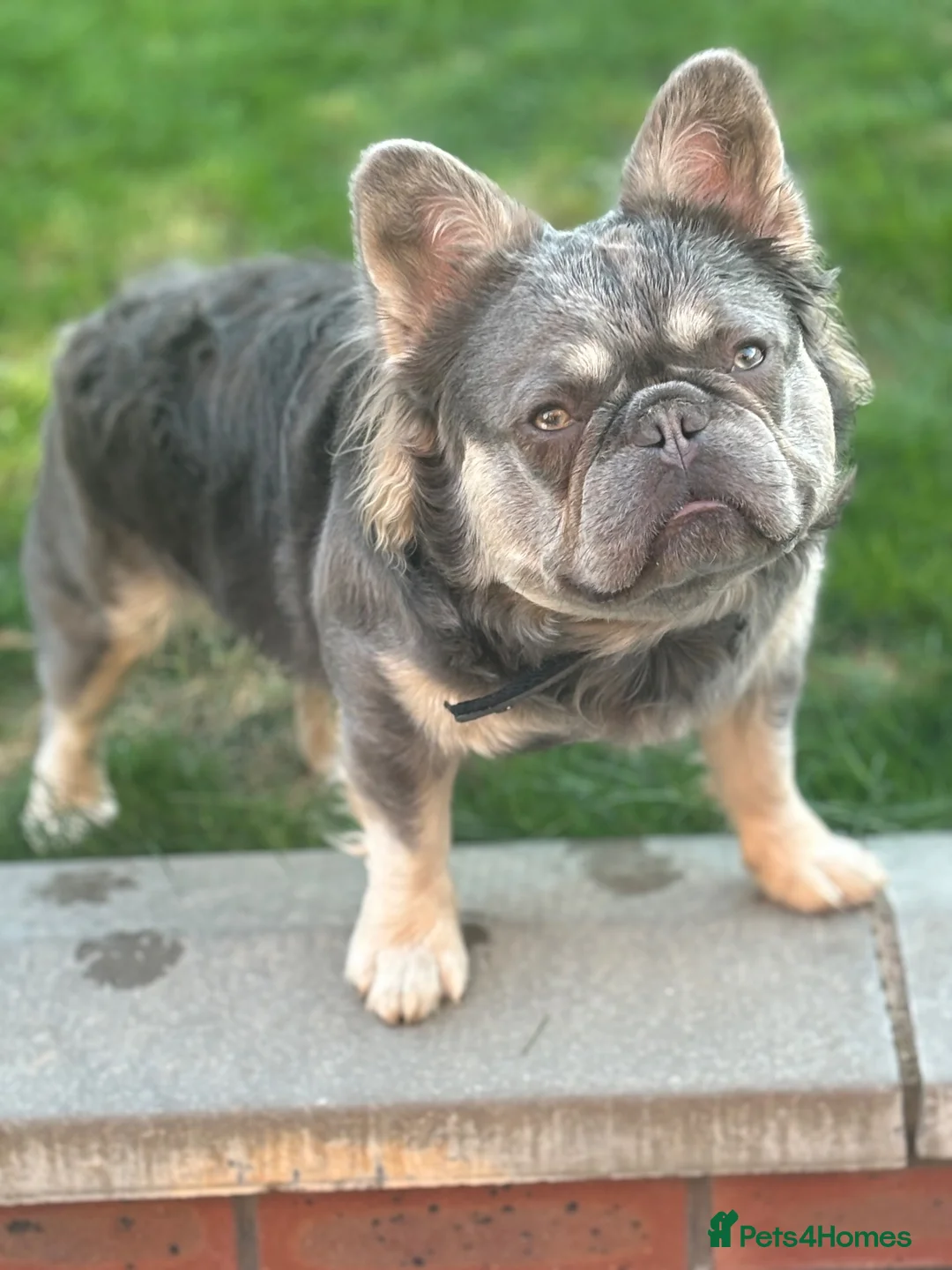 French Bulldog dogs for stud: Ernie - Advert 1
