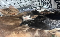 Maine Coon cats for sale: Maincoon cross British blue  - Image 5