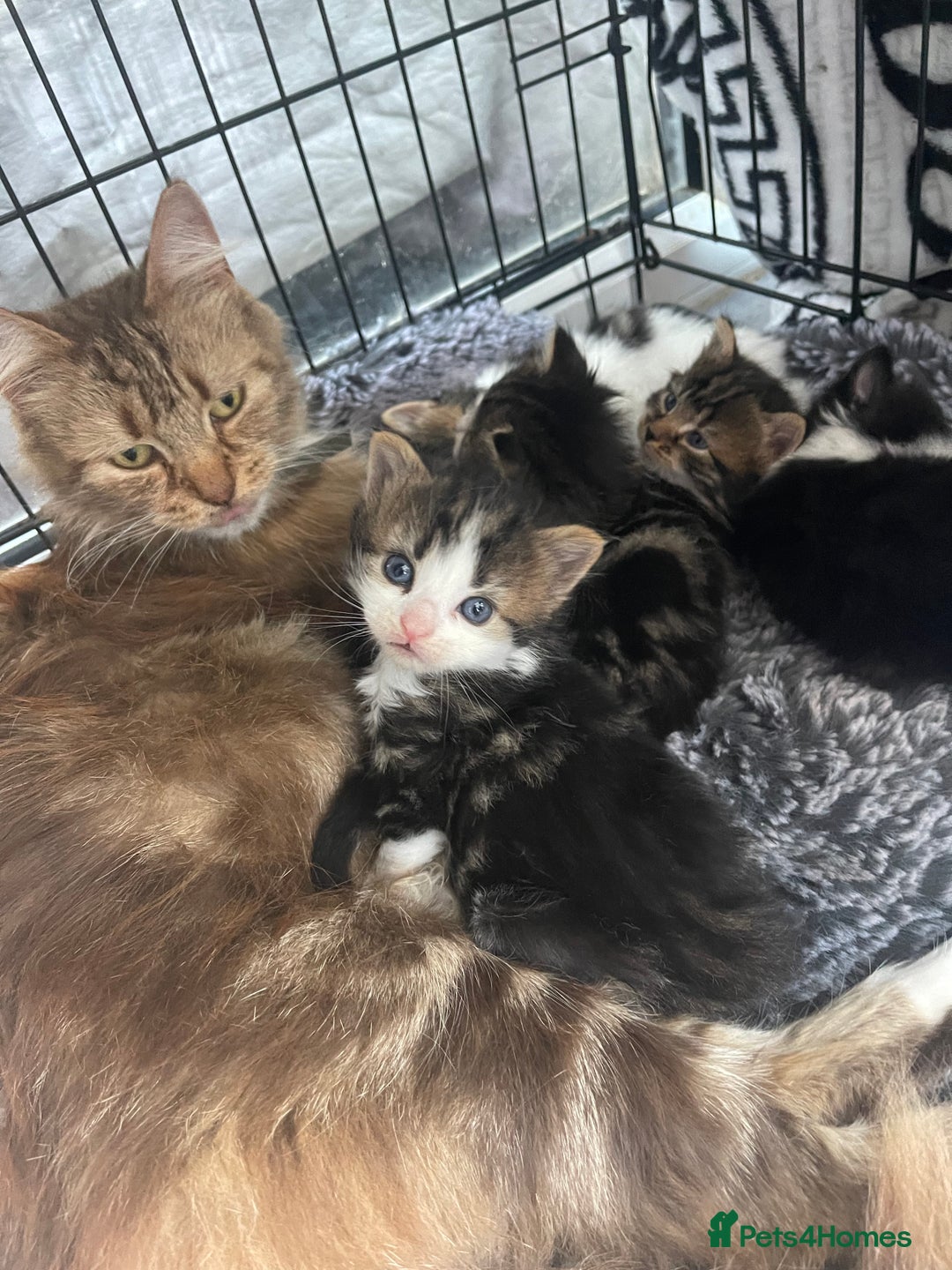 Maine Coon cats for sale: Maincoon cross British blue  - Image 5