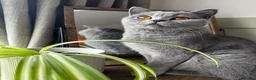 British Shorthair cats for sale: BSS Blue girl  - Advert 3
