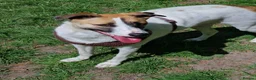 Mixed Breed dogs for adoption: ❤️ZAYKA❤️- GENTLE 14 MONTHS GIRL STILL WAITING - Advert 16