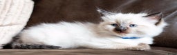 Ragdoll cats for sale: 🏅Last 2 GCCF Ragdoll kittens Ready now - Advert 26