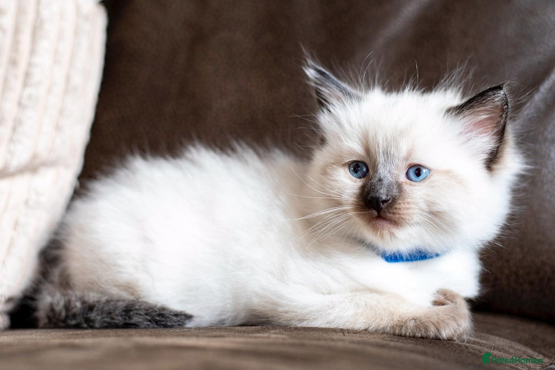 Ragdoll cats for sale: 🏅Last 2 GCCF Ragdoll kittens Ready now - Advert 26