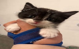 Mixed Breed cats for sale: Kitten for sale  - Image 1