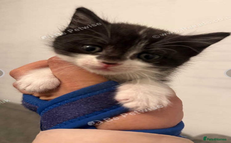 Mixed Breed cats - Advert 1
