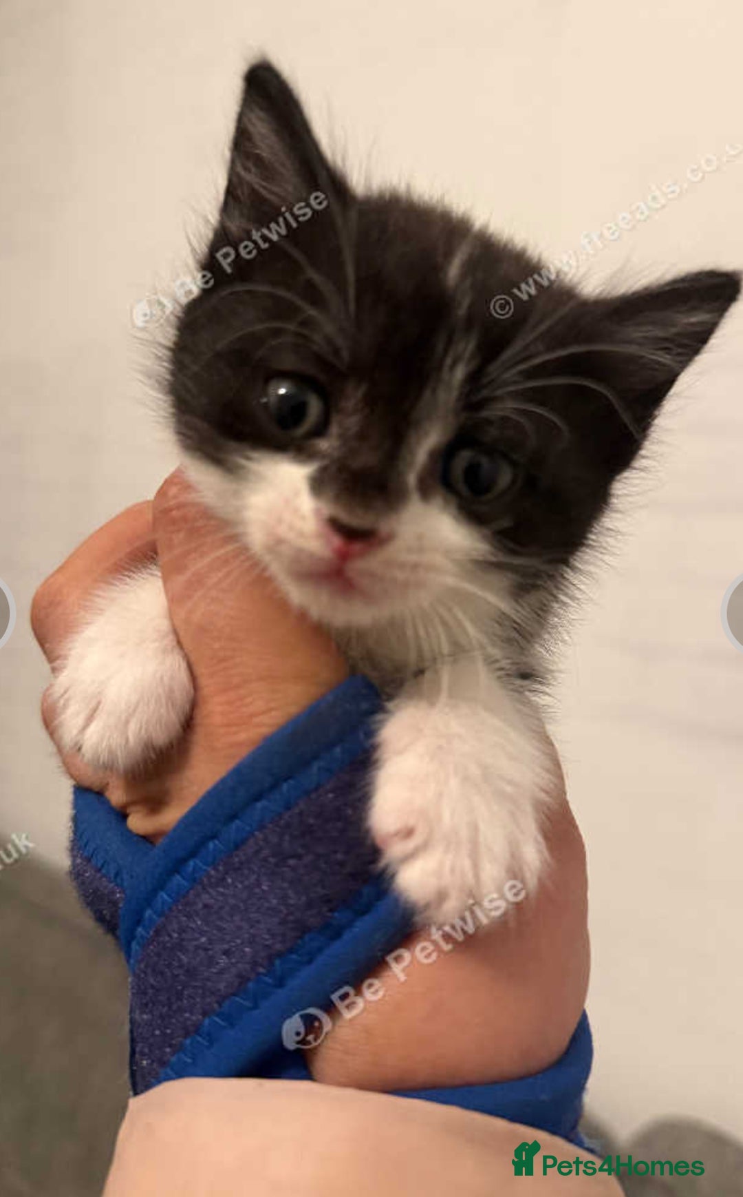 Mixed Breed cats for sale: Kitten for sale  - Image 1