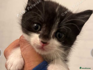 Mixed Breed cats - Advert 14