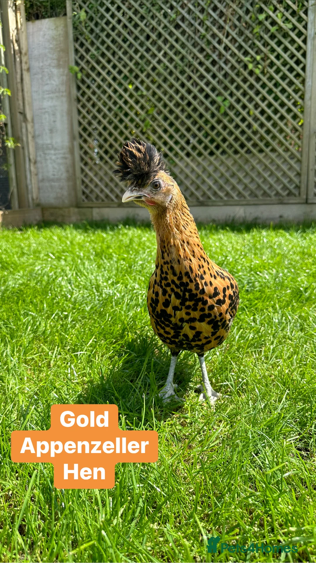 Chickens poultry for sale: Pure breed bantam hens at point of lay - Advert 9