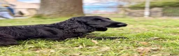 Cocker Spaniel dogs for sale: KC Registered Adult Show Cocker Spaniel - Advert 6