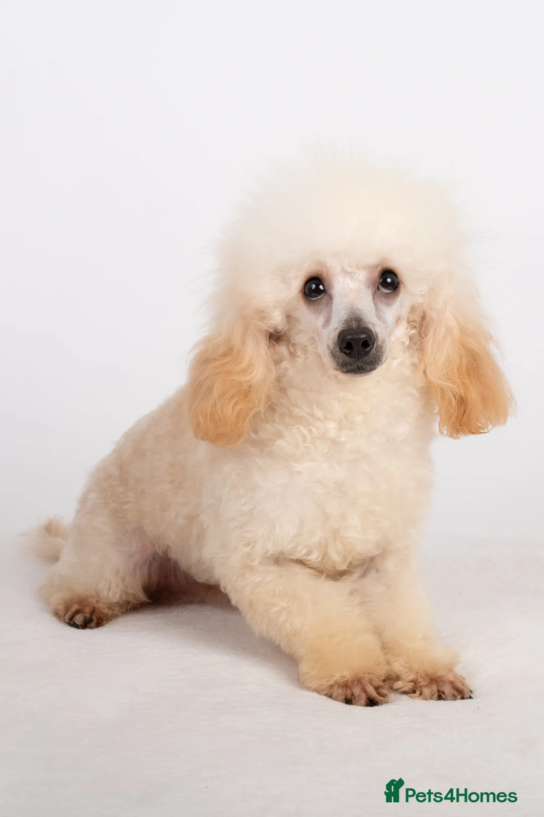 Toy Poodle dogs for stud: KC REG TINY TOY POODLE STUD  in Hoddesdon - Advert 2