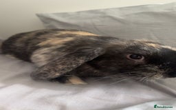 Mini Lop rabbits for sale: Beautiful bunny - Image 1