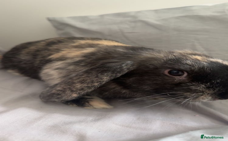 Mini Lop rabbits - Advert 10