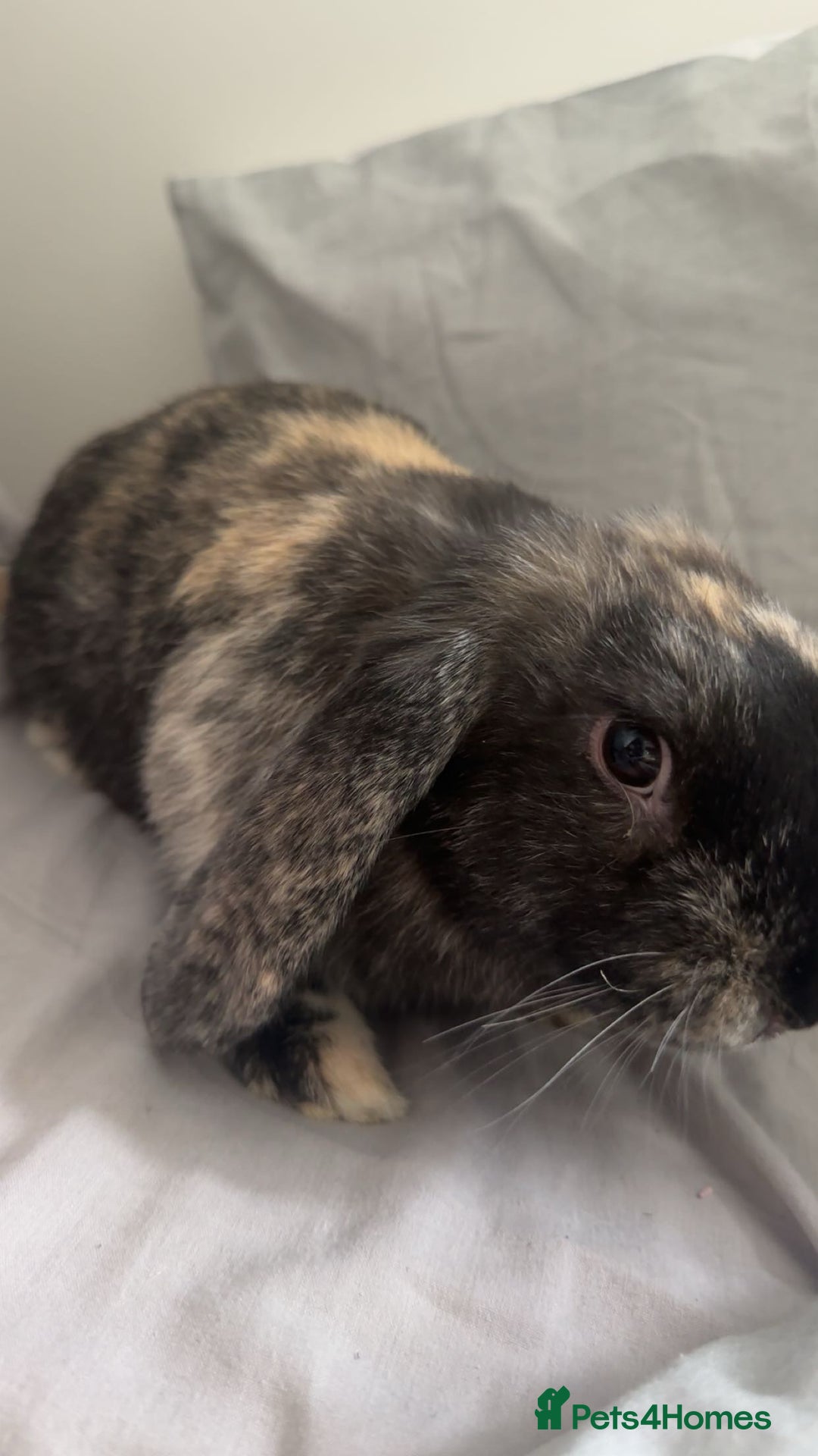 Mini Lop rabbits for sale: Beautiful bunny - Image 1