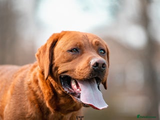 Labrador Retriever dogs in Leeds - Advert 18