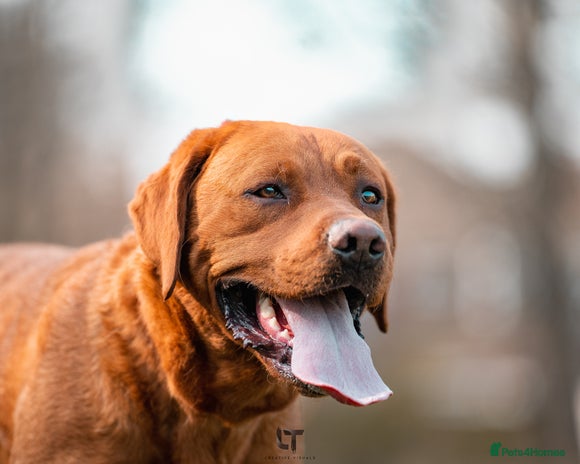 Labrador Retriever dogs Dark Fox Red Labrador For Stud in Leeds - Advert 1