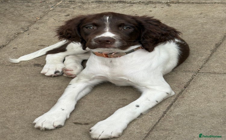 English Springer Spaniel dogs - Advert 1