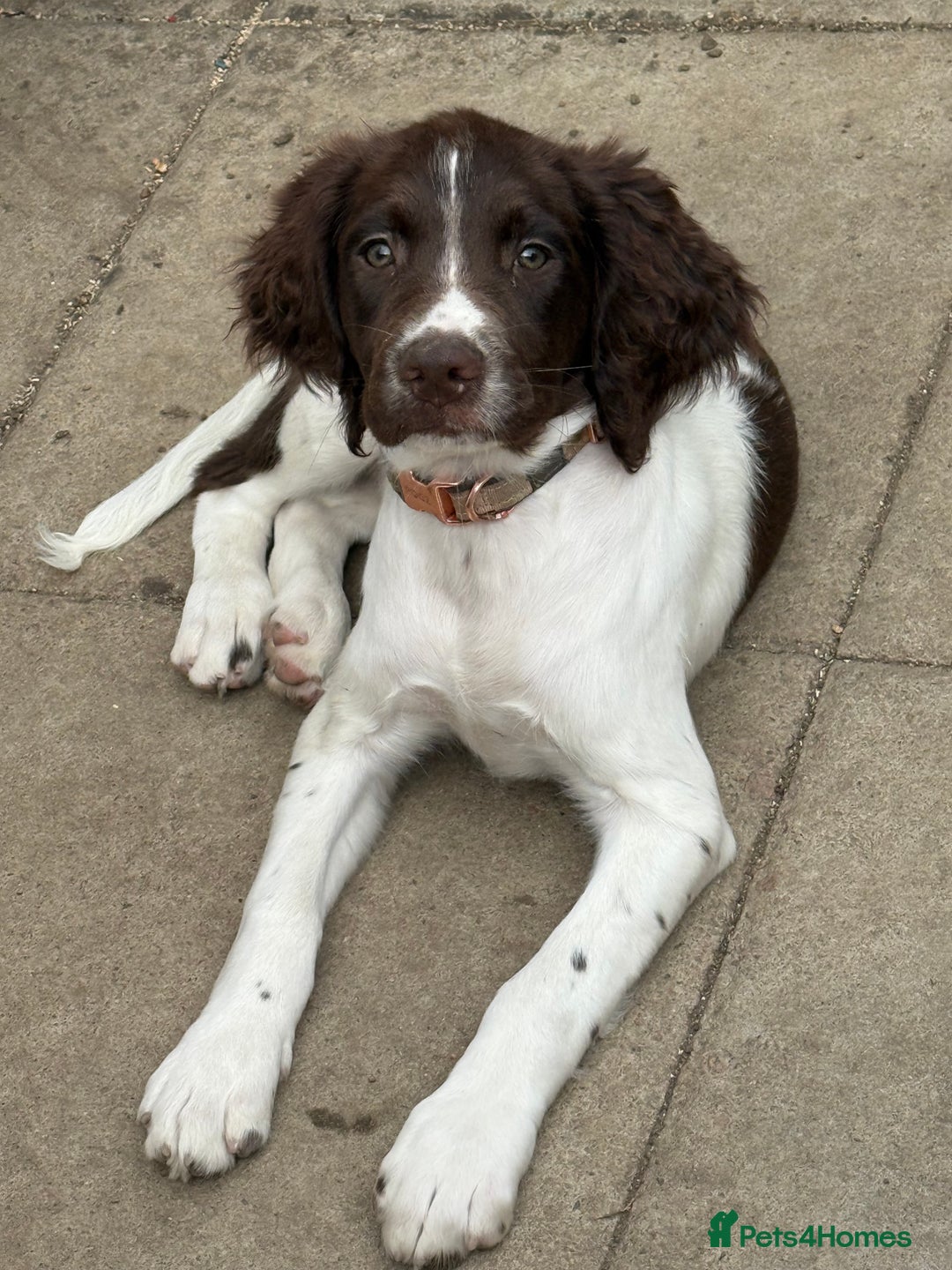 English Springer Spaniel dogs for sale: Springer spaniel puppy  - Image 1