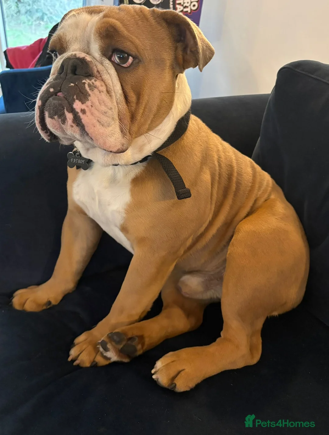 English Bulldog dogs for stud: Unproven male English Bulldog DWKC registered  - Advert 1