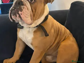 English Bulldog dogs Unproven male English Bulldog DWKC registered - Advert 1