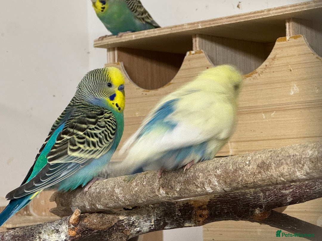 Budgerigars birds for sale: Budgies , mixed colours early 2025 birds - Advert 5