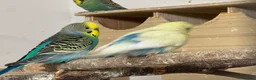 Budgerigars birds for sale: Budgies , mixed colours early 2025 birds - Advert 5