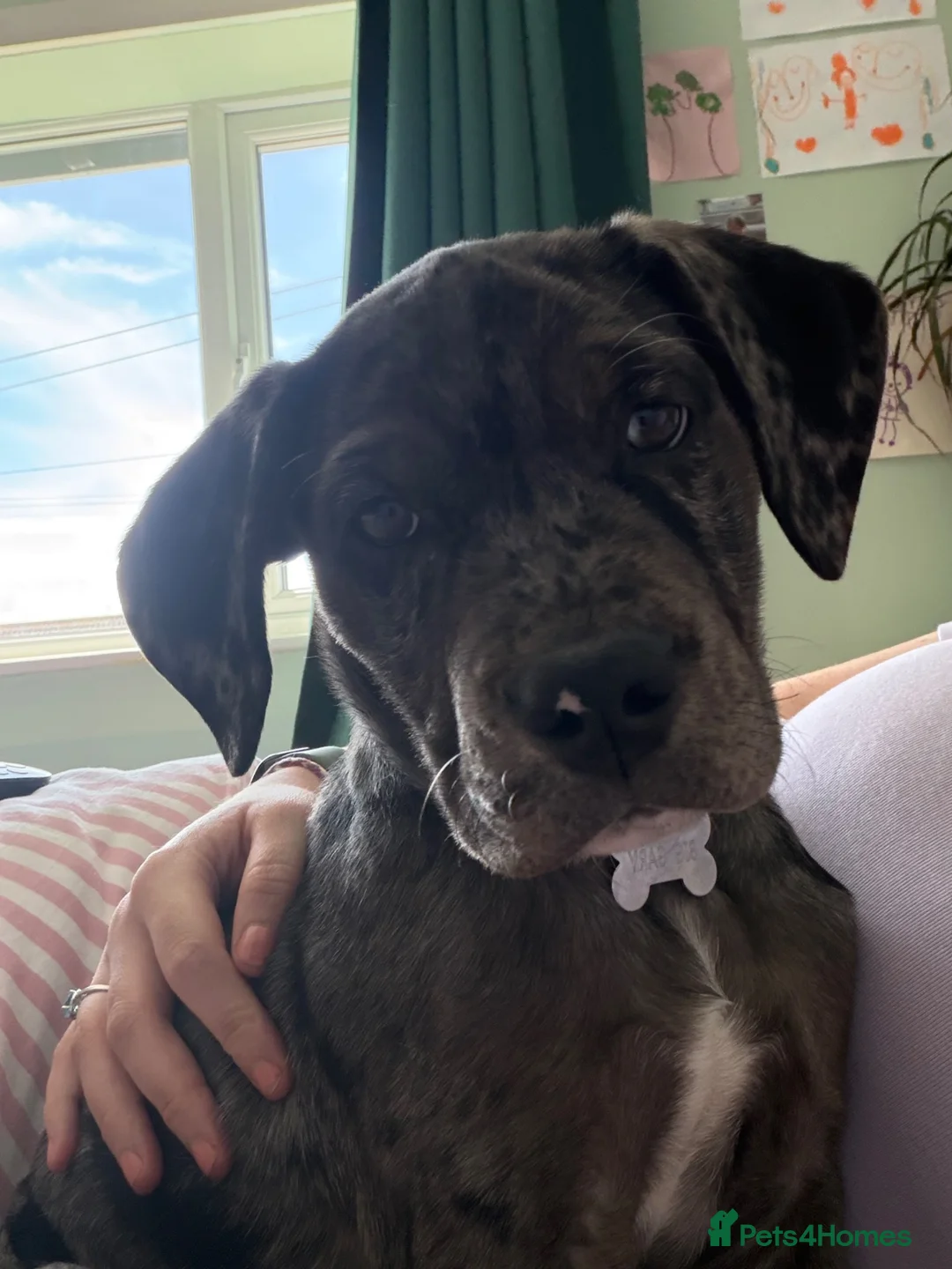 Mixed Breed dogs for sale: 4 months old Gary! in Billingham - Advert 5