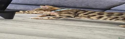 Bengal cats for sale: 🐆 Bengal Cat Pair Looking for a Loving Home 🐆 - Advert 6