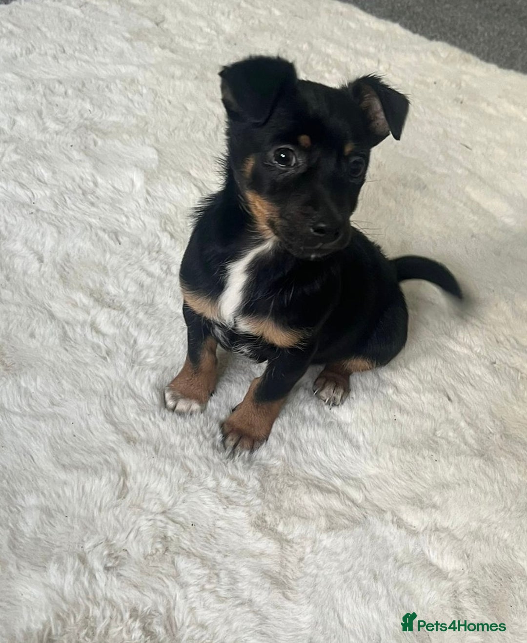 Mixed Breed dogs for sale: daschound x puppy for sale   - Advert 1