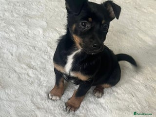 Mixed Breed dogs daschound x puppy for sale - Advert 2