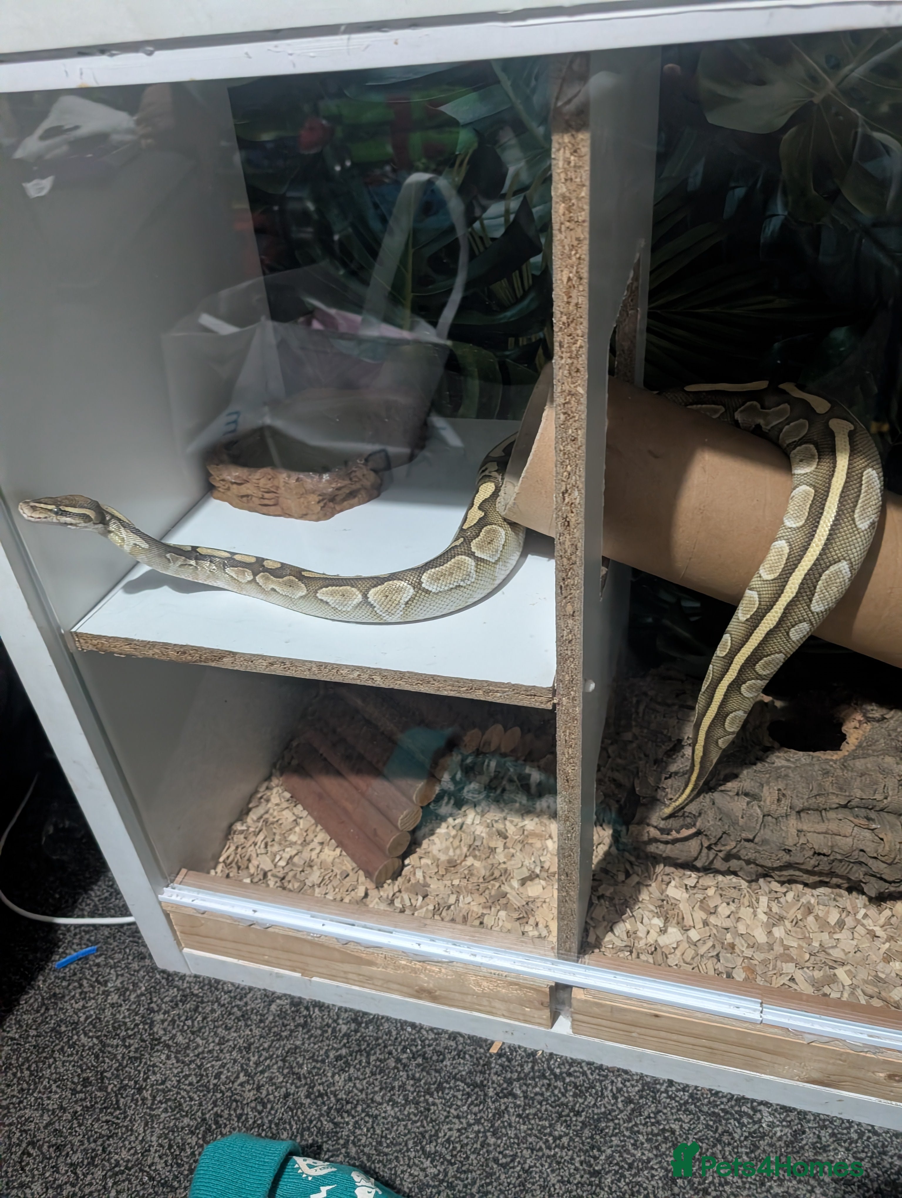 Snake reptiles Banana het Python  - Advert 2