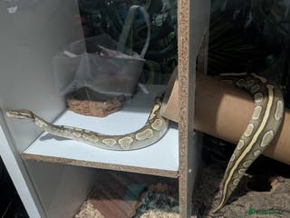 Snake reptiles Banana het Python - Advert 2