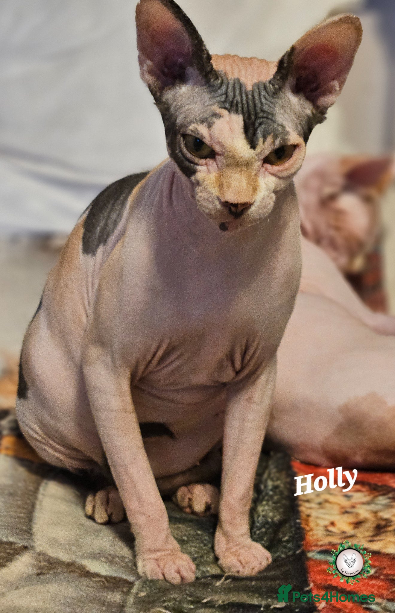 Sphynx cats Ready to go Beautiful Canadian Sphynx  ❤️  - Advert 4