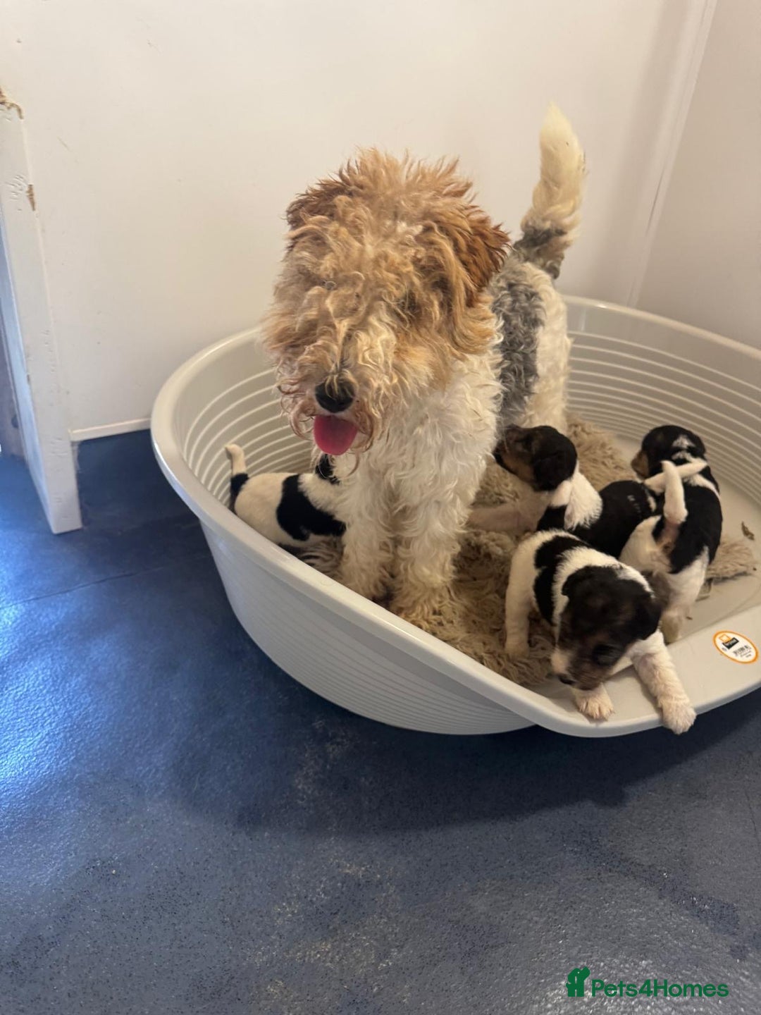 Fox Terrier dogs for sale: Kc rough haired fox terrier girl  - Image 4