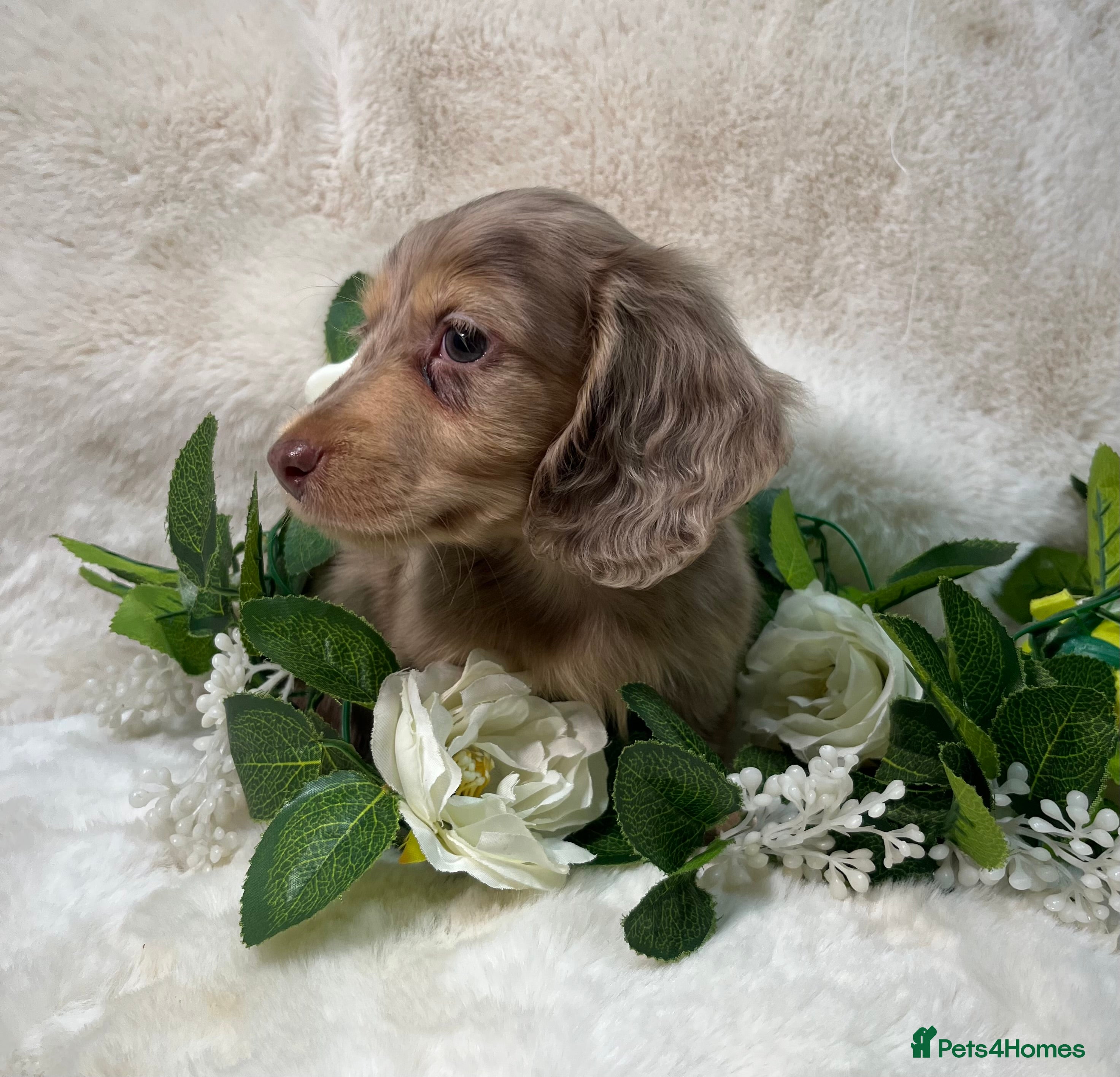 Miniature Dachshund dogs DAPPLE MINIATURE LONGHAIRED DACHSHUND KC REG - Advert 5
