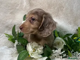 Miniature Dachshund dogs DAPPLE MINIATURE LONGHAIRED DACHSHUND KC REG - Advert 5