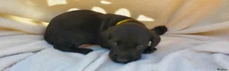 Springador dogs for sale: 6 beautiful springador Puppies fo4 sale - Advert 10
