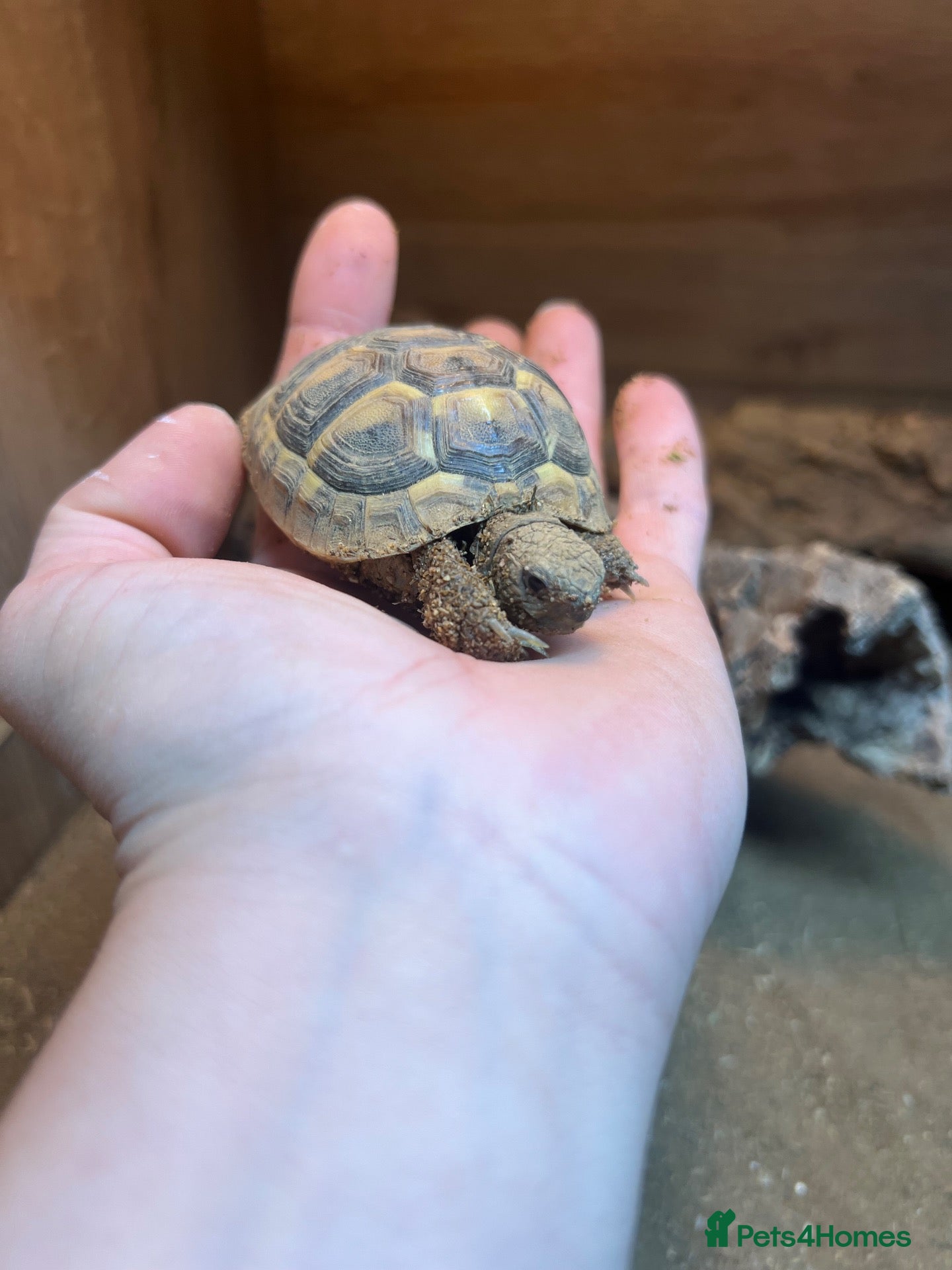 Hermann Tortoise reptiles Herman’s tortoise  - Advert 1