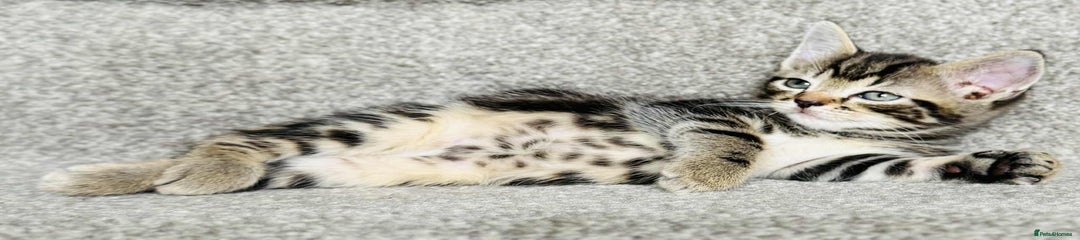 Tabby male Kitten 2