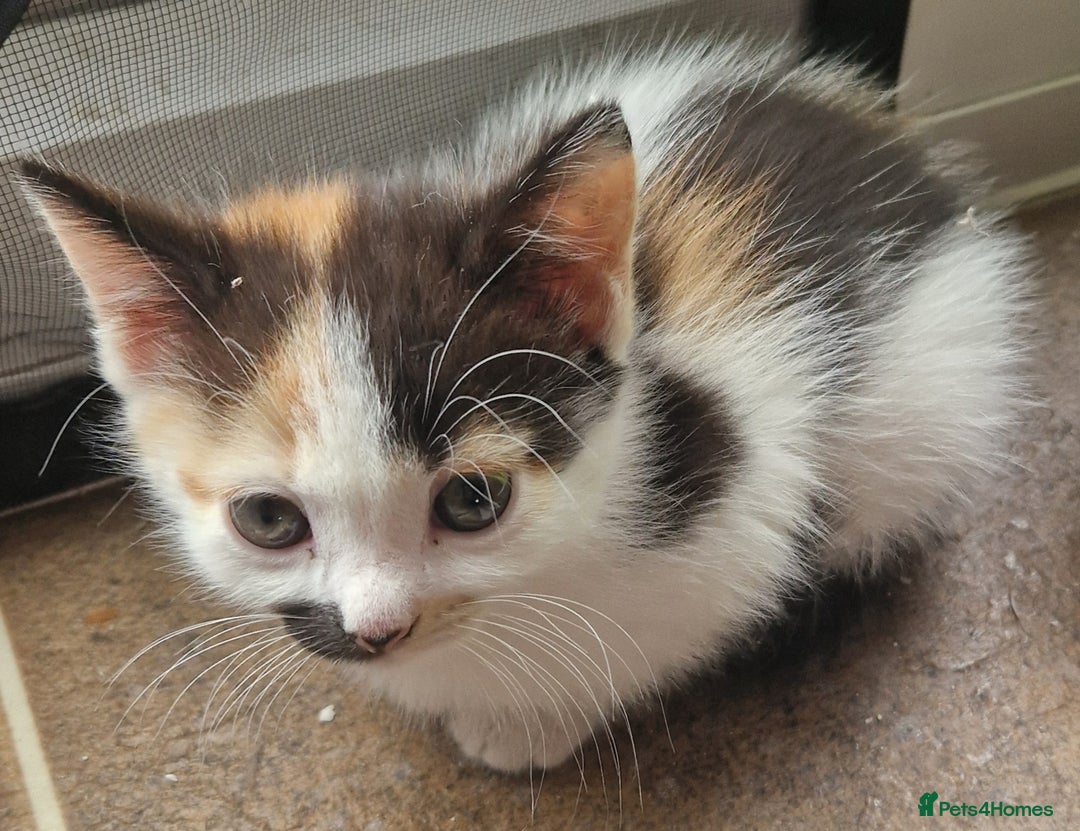 Mixed Breed cats for sale: Siberian cross ready to go!!! - Image 33