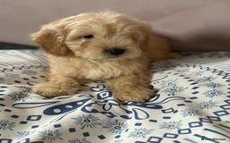 Cockapoo dogs for sale: Outstanding puppies  - Image 18