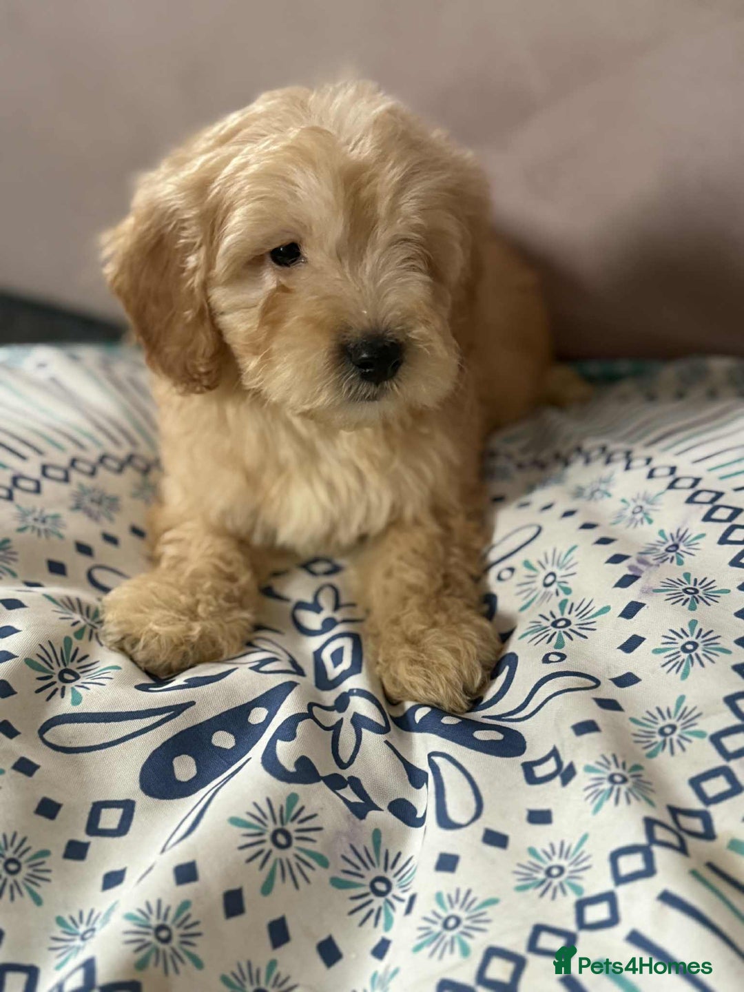 Cockapoo dogs for sale: Outstanding puppies  - Image 18