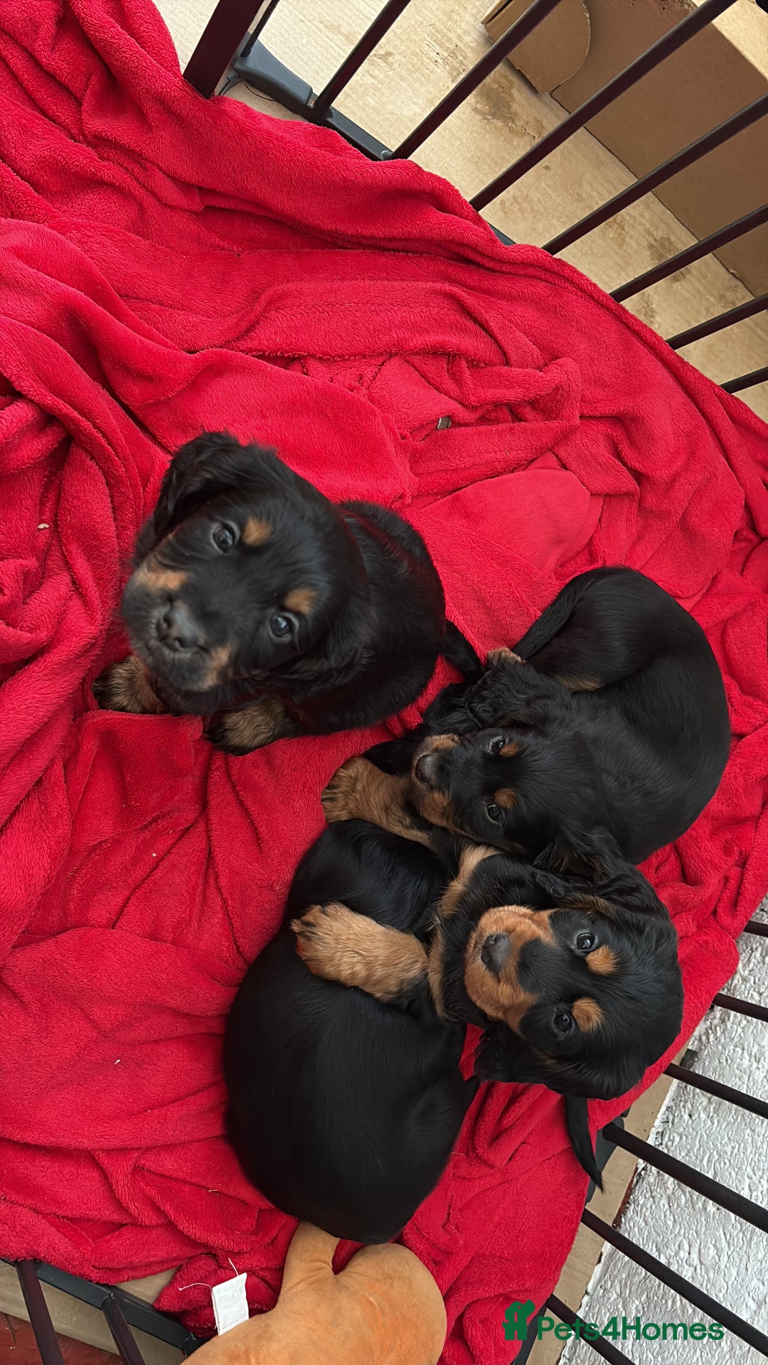 Cocker Spaniel dogs for sale: Beautifully marked Cocker Spaniel Pups For Sale - Advert 6