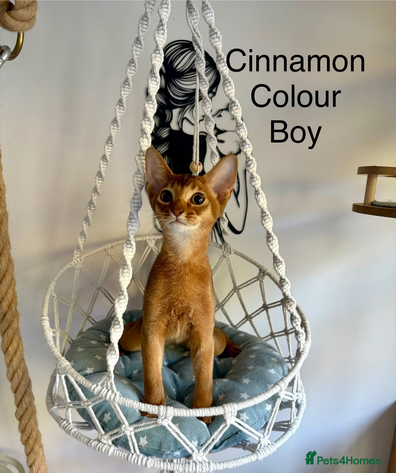 Abyssinian cats Beautiful abyssinian kittens - Advert 5