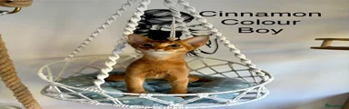 Abyssinian Kitten 3