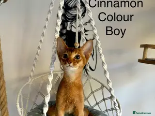 Abyssinian cats Beautiful abyssinian kittens - Advert 5