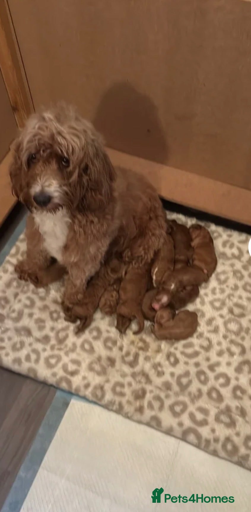 Cockapoo dogs 🐶💙💙💙💖💖 5 BEAUTIFUL COCKAPOOS - Advert 1