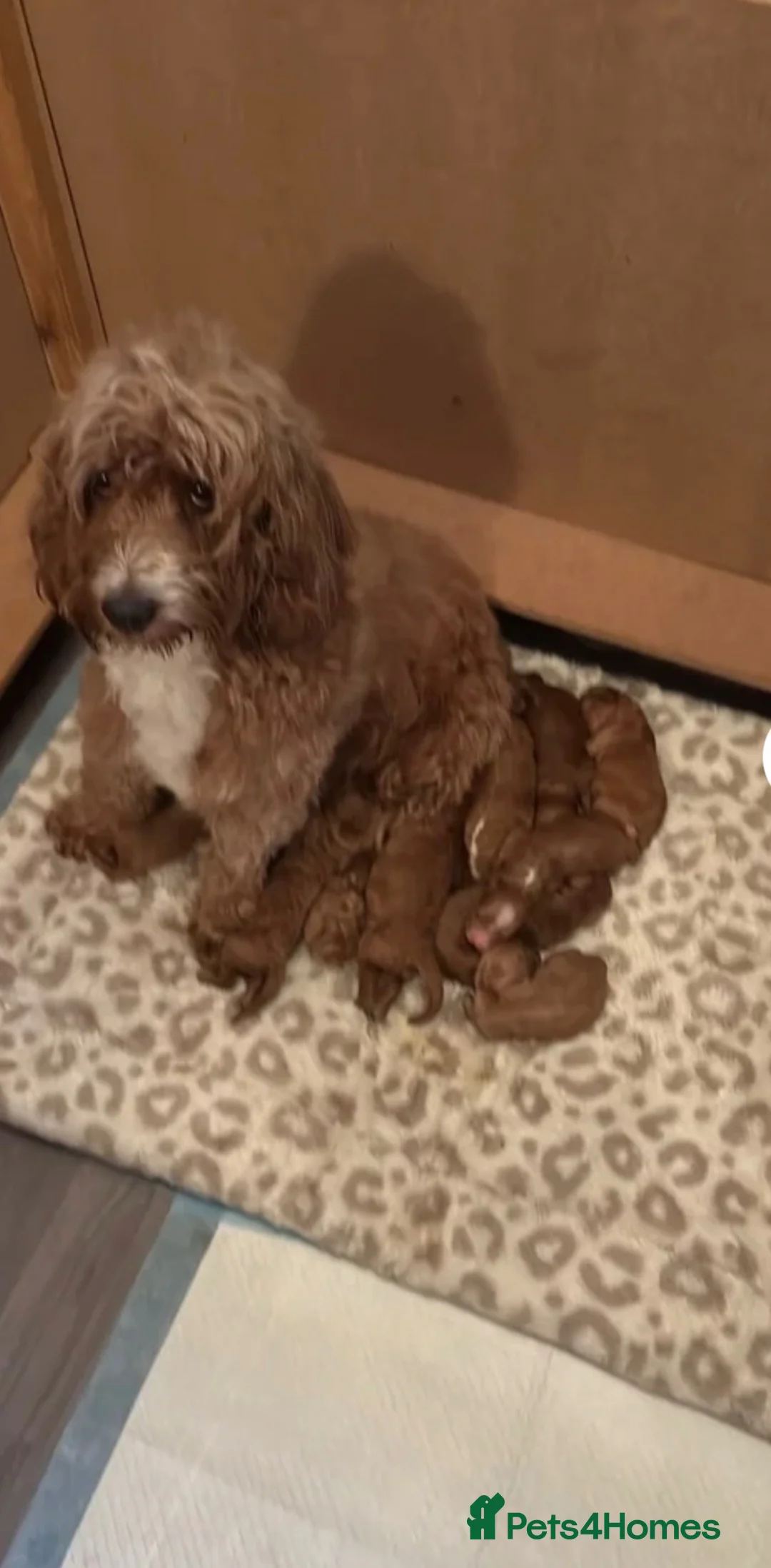 Cockapoo dogs for sale: 🐶💙💙💙💖💖 5 BEAUTIFUL COCKAPOOS - Advert 1